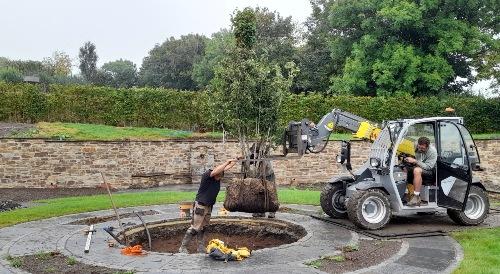 planting a large tree
