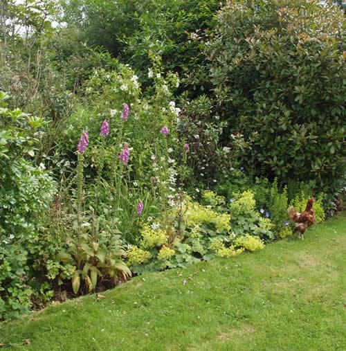 A mature bed in an exposed Dartmoor garden.