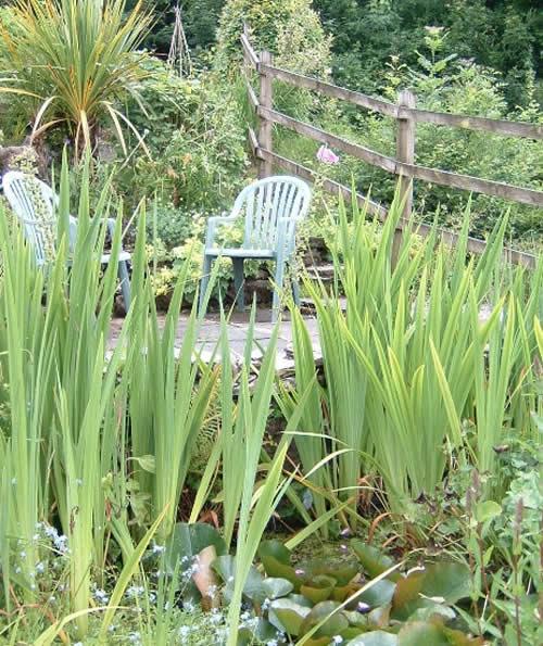 A water garden in Chillaton