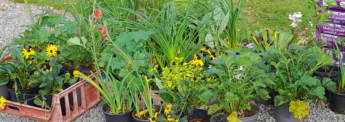 Selection of plants ready for planting