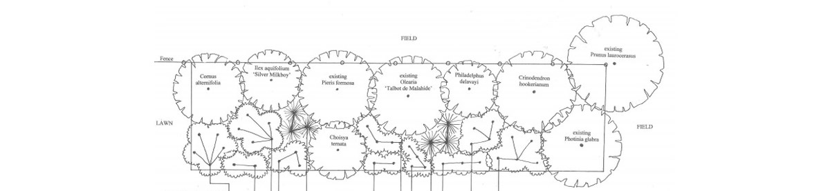 Planting plan showing planting by variety, position and final spread