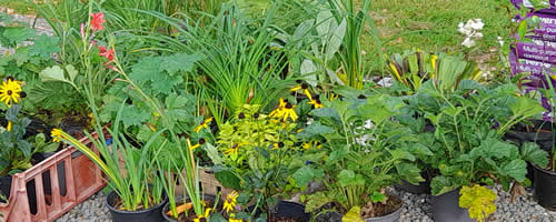 Selection of plants ready for planting